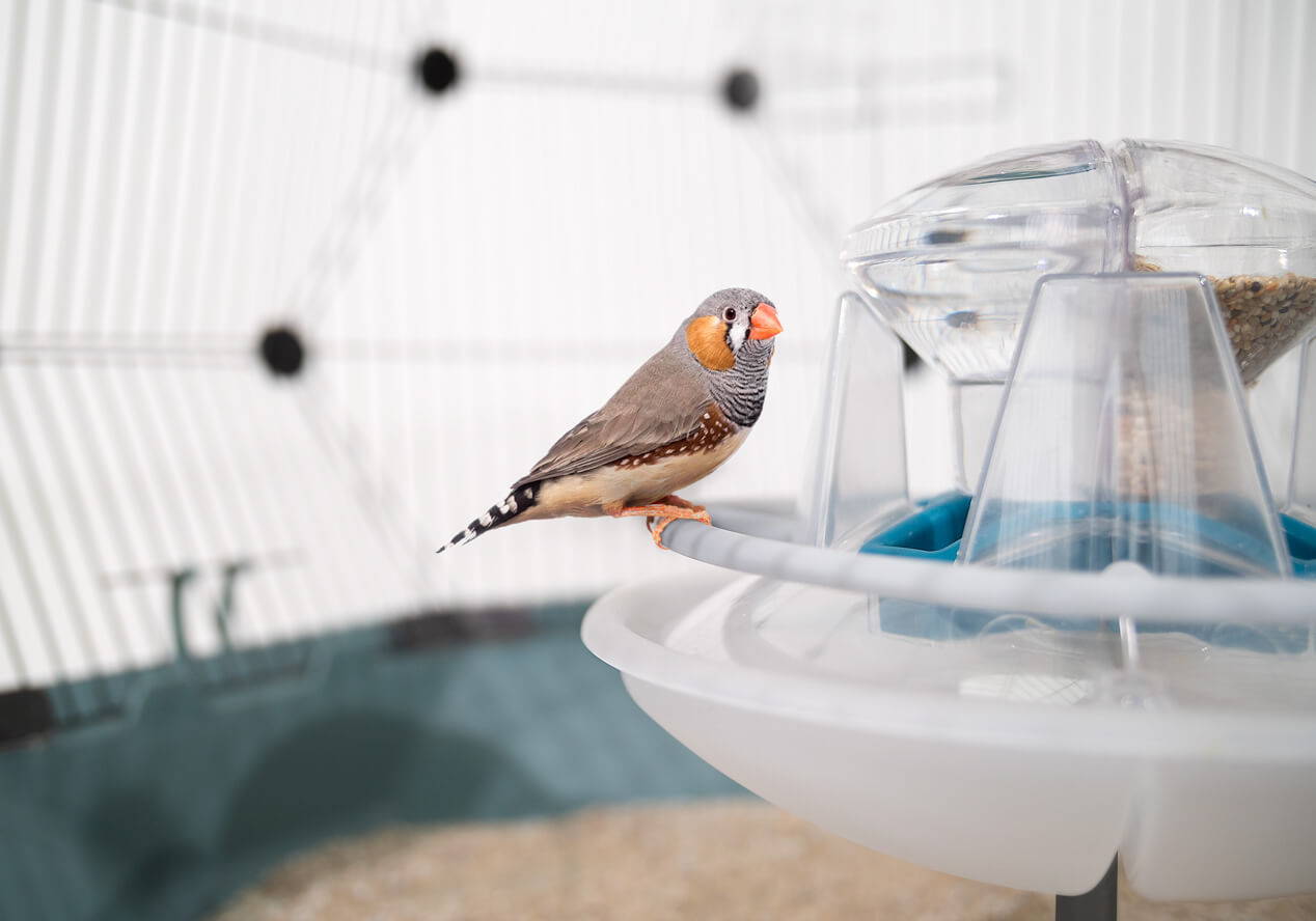 Geo Bird Cage Four Legs or Wings Pets